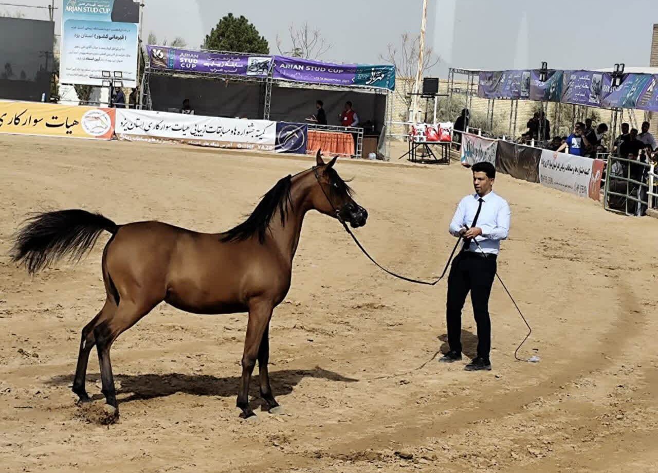 آغاز شانزدهمین دوره مسابقات زیبایی اسب اصیل عرب کشور در اشکذر