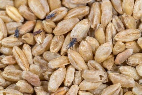 دادستانی یزد پیگیر معضل حشرات در منطقه بلوار جمهوری