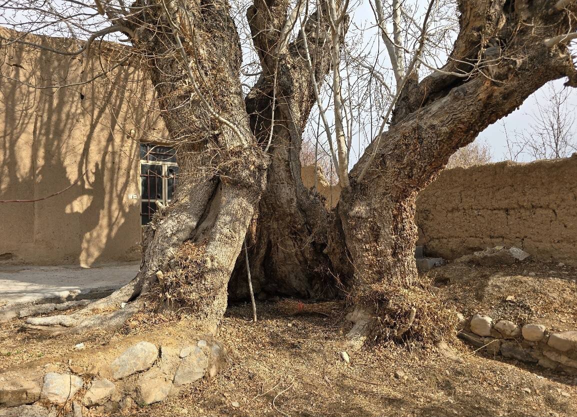 ۲ اثر طبیعی یزد ثبت ملی شد