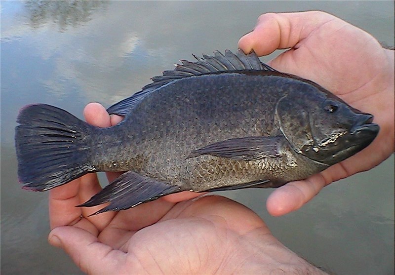 برداشت ۵۰۰ تن ماهی تیلاپیا در استان یزد تا پایان سال