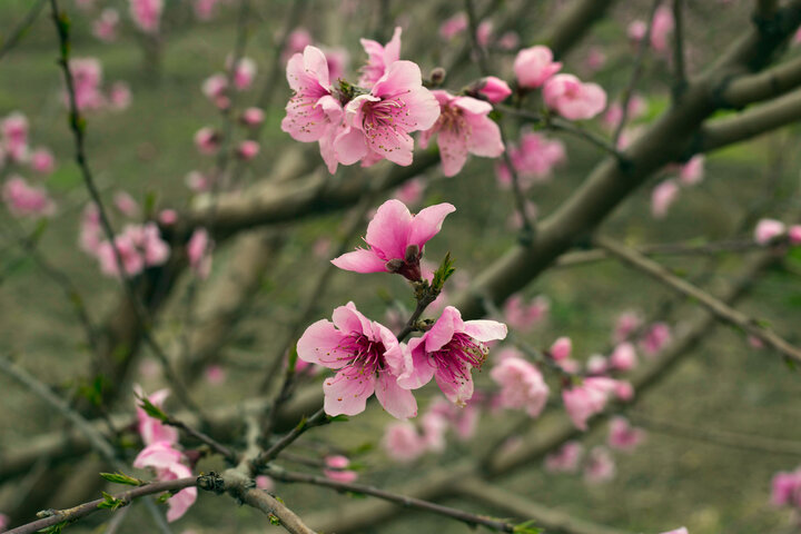 سرمازدگی ۷۰۰ میلیارد ریال به محصولات باغی و زراعی بافق خسارت زد