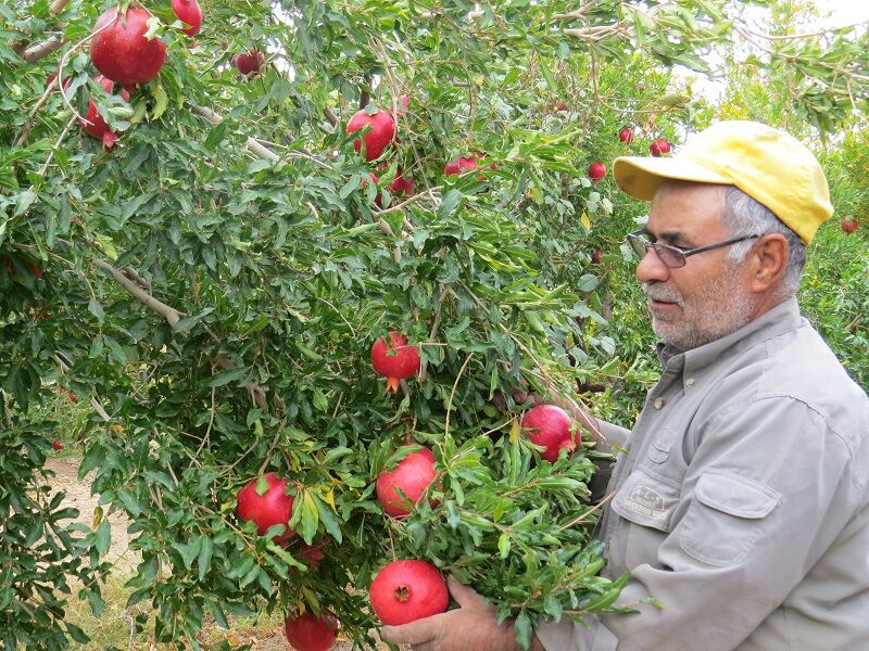 تولید انار در ابرکوه ۱۰ درصد کاهش دارد