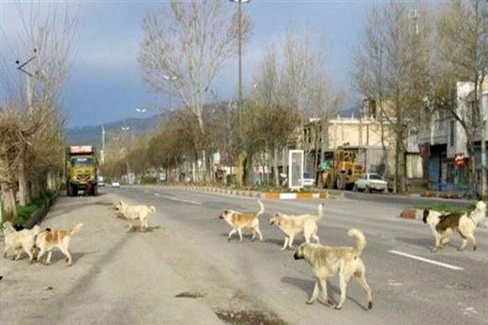 نگرانی شهروندان مهریزی از افزایش جمعیت سگ‌های ولگرد