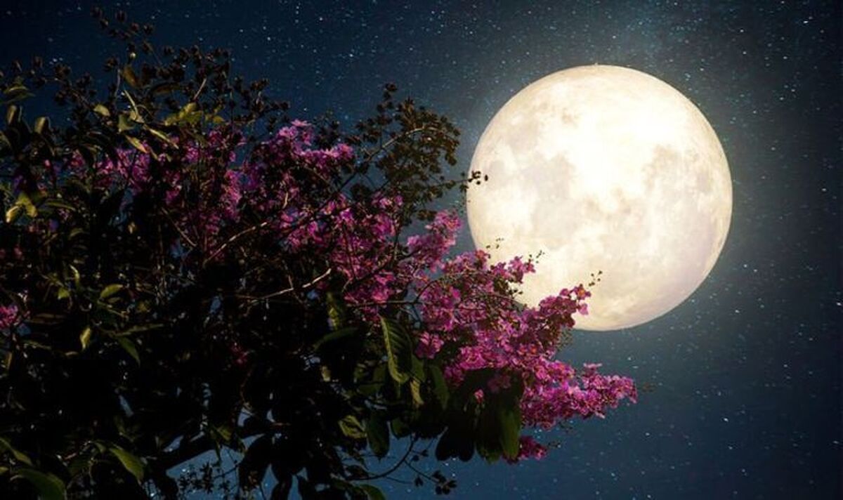 تفال به حافظ یکشنبه ۲۴ تیر ۱۴۰۳؛ گل بی رخ یار خوش نباشد...
