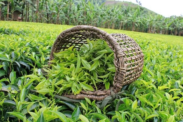 بهترین سوغاتی لاهیجان چیست؟
