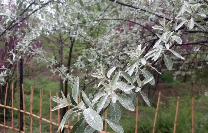 هشدار نارنجی؛ رگبار شدید باران از فردا شروع می شود
