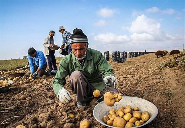 قیمت سیب‌زمینی سر زمین کیلویی ۸ تا ۱۰ هزار تومان/ کمبود تولید نداریم؛ نظارت وجود ندارد