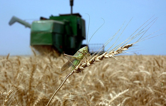گزارشی از حمله ملخها به یزد نداشتیم/ دفع آفات کشاورزی با فناوری هستهای در یزد نداریم