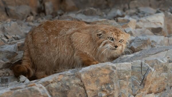 مشاهده دو قلاده گربه پالاس نادر در پناهگاه حیات وحش شیرکوه یزد مشاهده دو قلاده گربه پالاس نادر در پناهگاه حیات وحش شیرکوه یزد