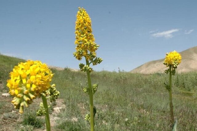 گنجینه‌های گیاهی شیرکوه در معرض برداشت‌های بی‌رویه و غیرمجاز