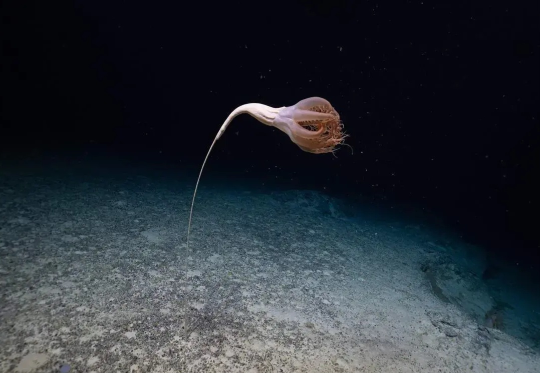 ماهی عجیبی که وانمود می‌کند گیاه است!