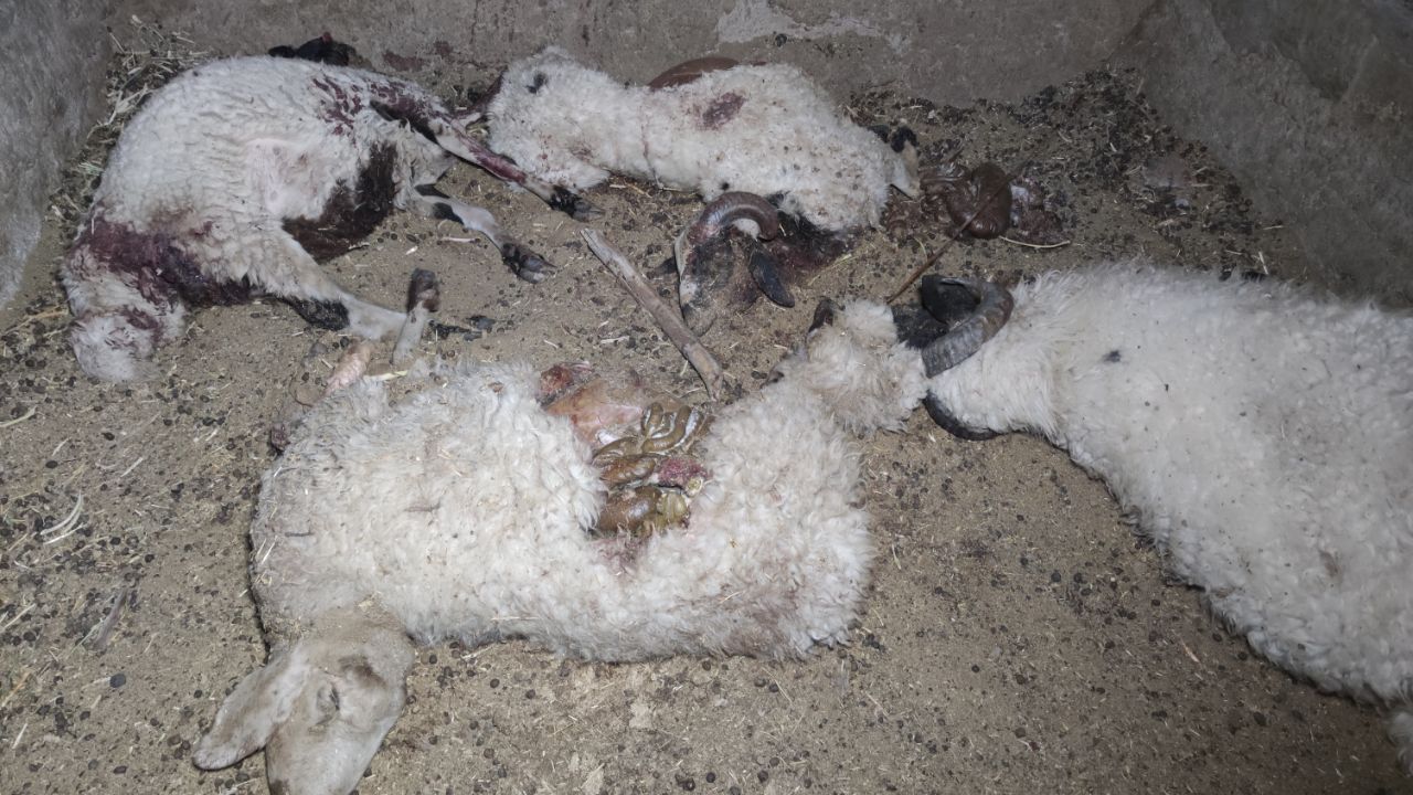 حمله گرگ‌ها به گوسفندان روستای جوزوییه بافق
