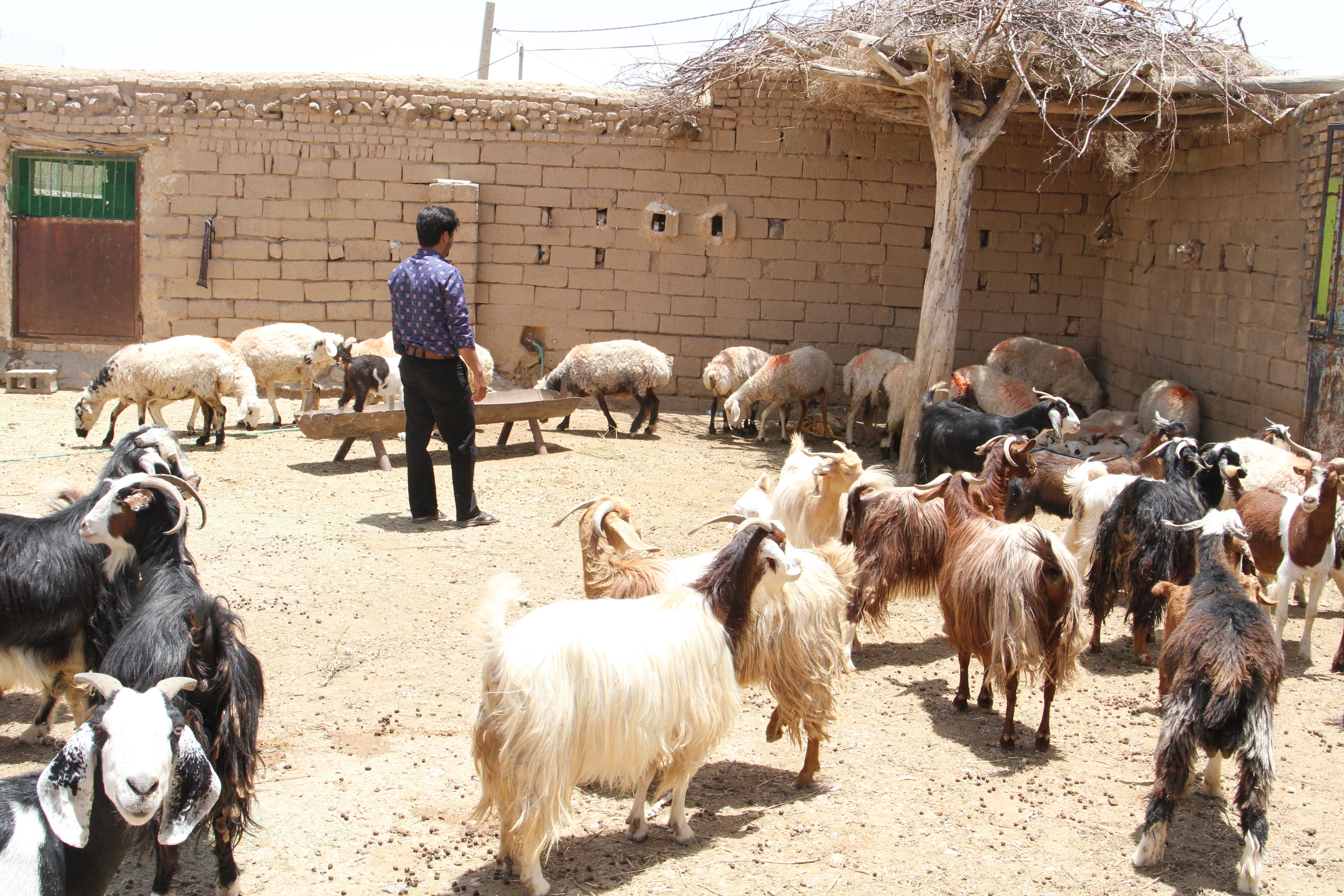 مددجویان یزدی با کاربرد فناوری اطلاعات در رونق کسب‌وکار روستاها آشنا شدند