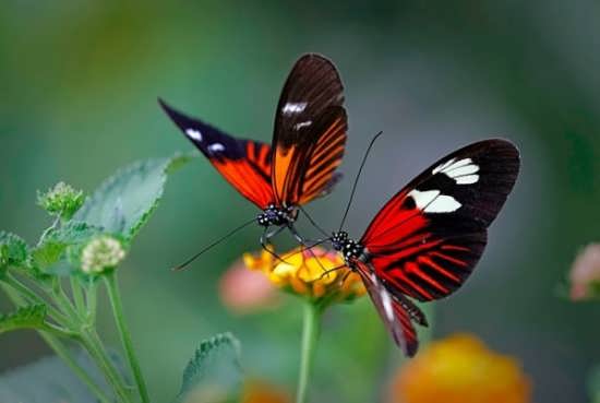 فیلم؛ خلقت خداوند را در شکوه و زیبائی این پروانه‌های فوق‌العاده شگفت‌انگیز، با رنگ‌های مختلف و بسیار کمیاب ببینید
