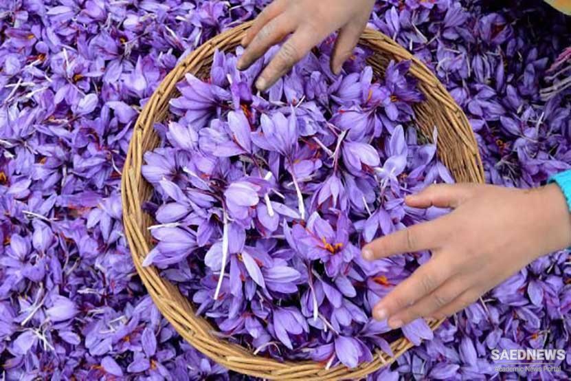 جشنواره زعفران در قطب تولید استان کرمان برگزار شد