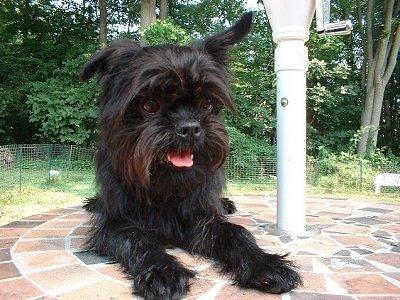 معرفی سگ عروسکی از نژاد آفن پینچِر (AffenPinscher) 