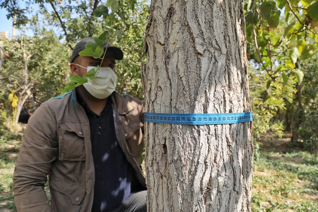 کمیسیون ماده ۷ شهرداری؛ بیشترین دعاوی مربوط به قانون حفظ و گسترش فضای سبز و جلوگیری از قطع بی رویه درختان در یزد