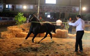 برگزاری اولین جشنواره بزرگ اسبهای سیلمی استان یزد در شهرستان تفت