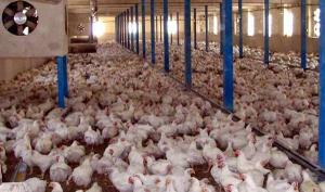 پرورش 114هزار قطعه مرغ گوشتی بدون آنتی بیوتیک در شهرستان طبس