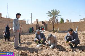 کشت گیاهان دارویی در روستاهای بخش مرکزی میبد آغاز شد 