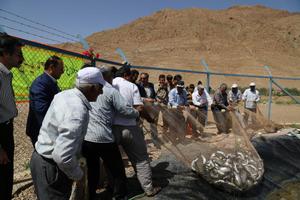  صید بیش از 6 تن ماهی قزل آلا در روستای برکوئیه شهرستان بافق 