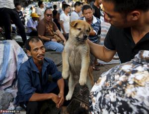 تصاویر/ نجات 100سگ از فستیوال سگ‌خوری