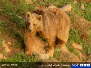 دانلود و پخش فیلم"خرس قهوه‌ای در البرز مرکزی