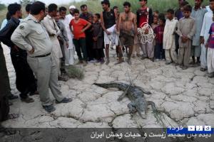 گزارش تصویری ازتلاش نيروهاى محيط زيست سيستان ومردم در زنده گیری  تمساح  مهاجمی که موجب مرگ کودک 10 ساله  سیستانی شده بود