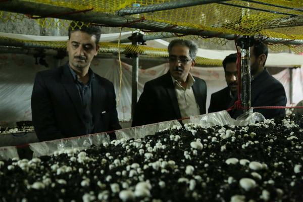 بازديد فرماندار و بخشدار مركزي بافق از كارگاه توليد قارچ مرواريد بافق