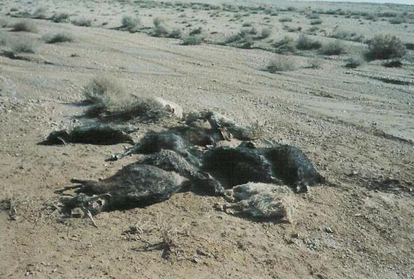 18 سال خشکسالی در طبس،خشک شدن قنات ها، خالی شدن روستاها و حاشیه نشینی در شهرها