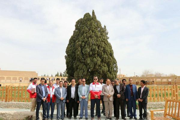 سرو کهنسال ابرکوه میزبان آیین نورزگاه