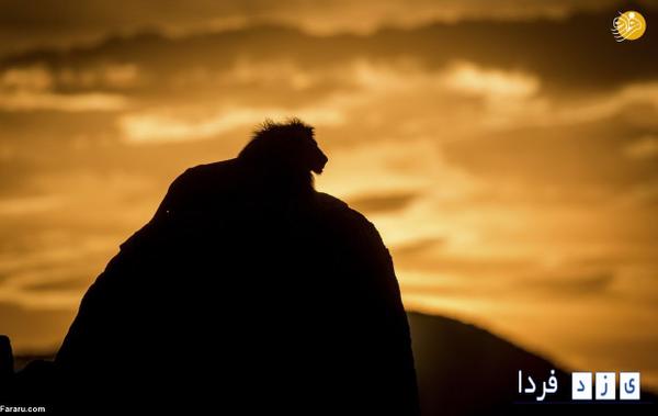 عکاس اوگاندایی شیر شاه را شکار کرد!!(تصاویر)