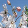 تصاویری زیبا  از طبیعت زیبای شهرستان خاتم