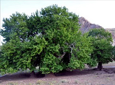 گزارش تصویری:موجودی 2500 ساله در خاتم: چنار 2500 ساله كرخنگان 