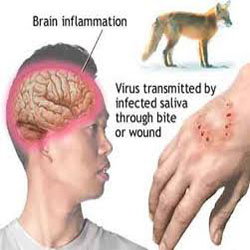 سیزدهمین گردهمایی کشوری بیماریهای مشترک انسان و حیوان 