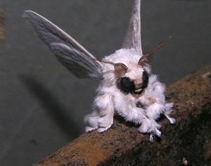 کشف پروانه ای عجیب + عکس