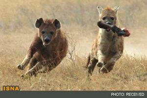 توهین عجیب تلویزیون کاتالونیا و تشبیه "پپه" به کفتار!+عکس