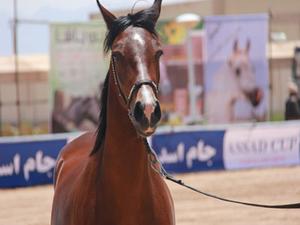 معرفي زيباترينهاي ششمین جشنواره بینالمللی ایکاهو در يزد