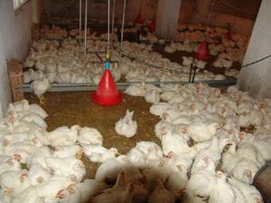 یک واحد مرغ گوشتی در اسفند آباد ابرکوه بهره برداری شد