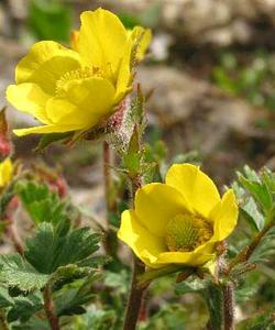 معرفی گل و گیاه:    ژئوم (علف مبارك)    : Geum reptans