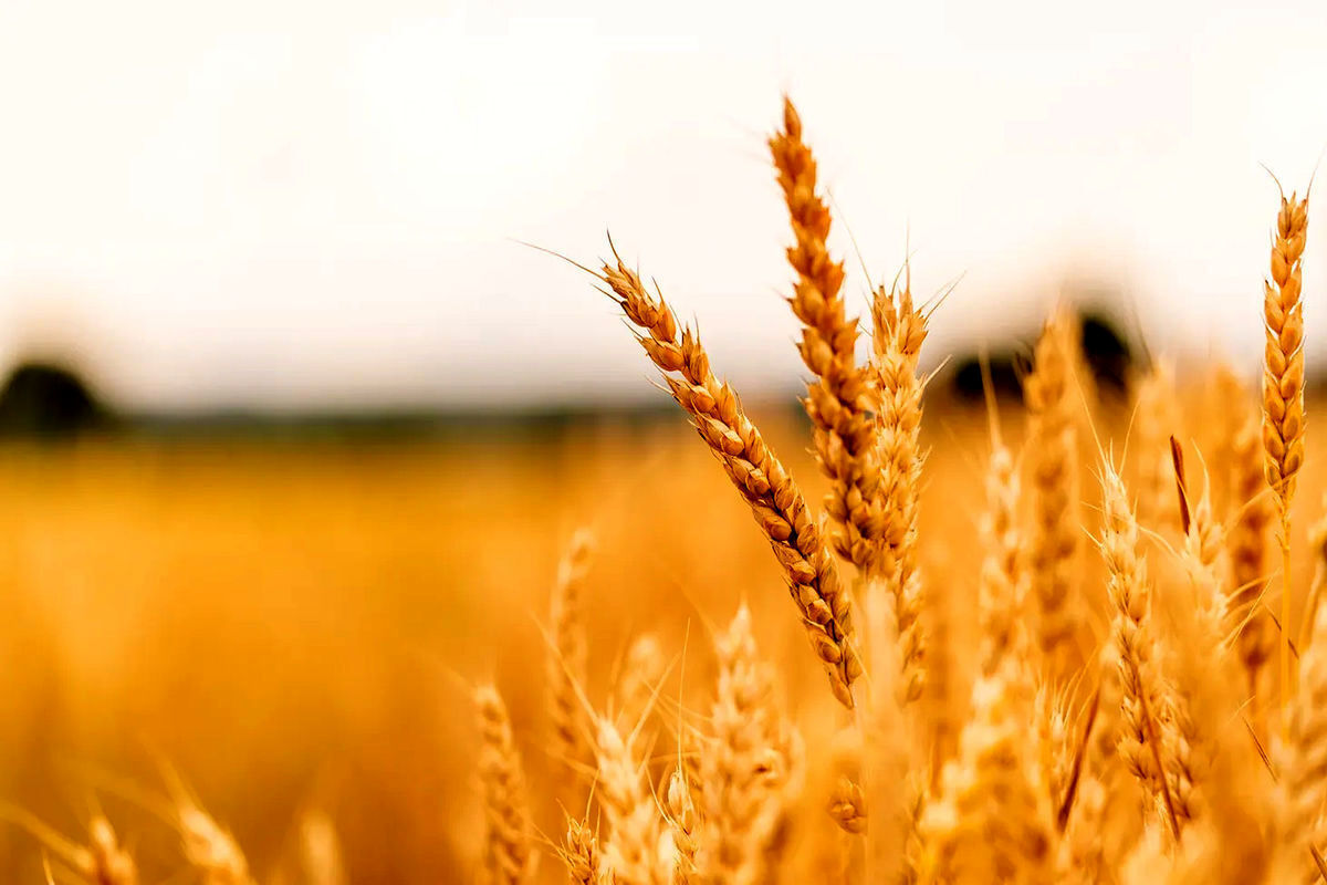 رشد ۴۴ درصدی خرید گندم مازاد از کشاورزان در کشور